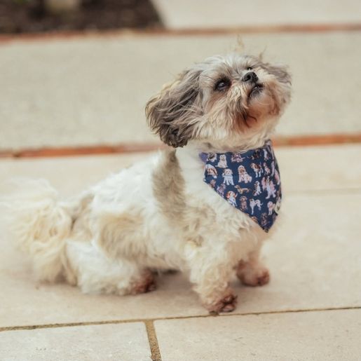 Šátek pro psy Wrendale Designs, vel. XS/S - Pejsci