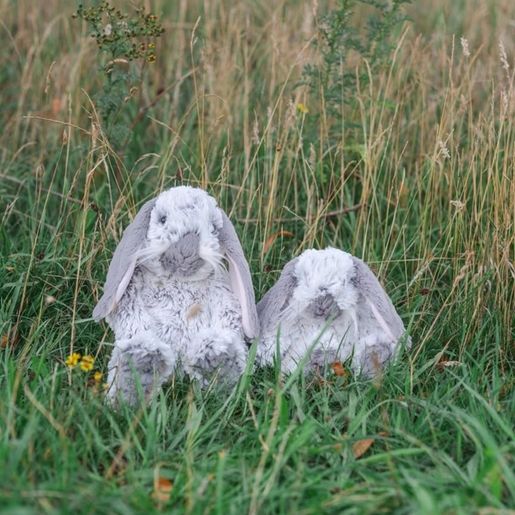 Plyšová hračka Wrendale Designs "Rabbit Rosie" - Králík, mládě